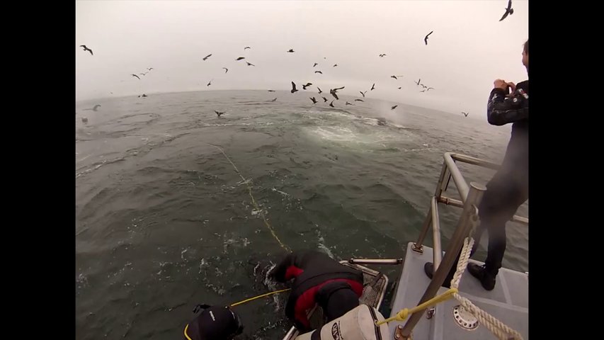 Mergulhadores safam-se por um triz de serem engolidos por baleias