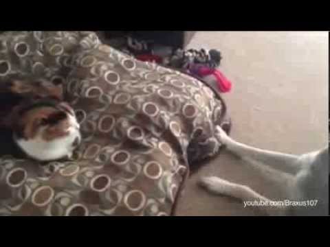 Compilação de gatos a apoderar-se da cama dos cães