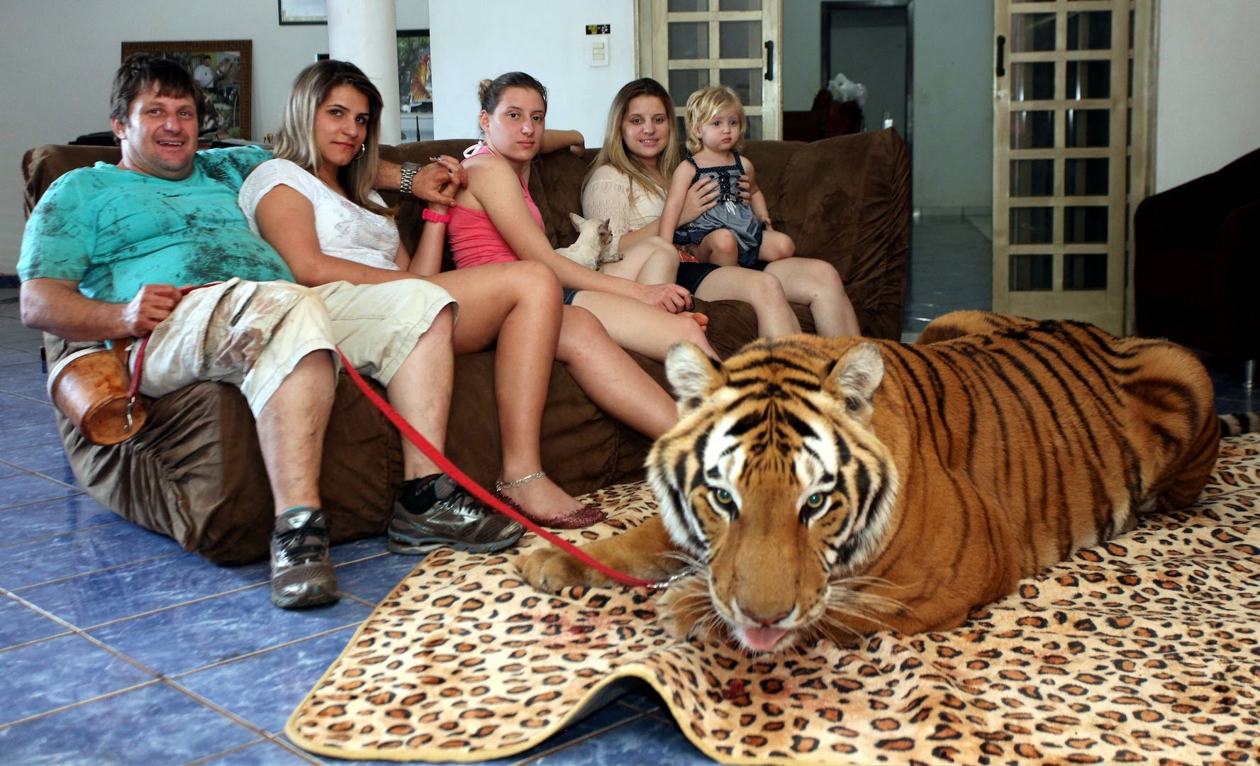 Conhece esta família brasileira que vive com 7 tigres