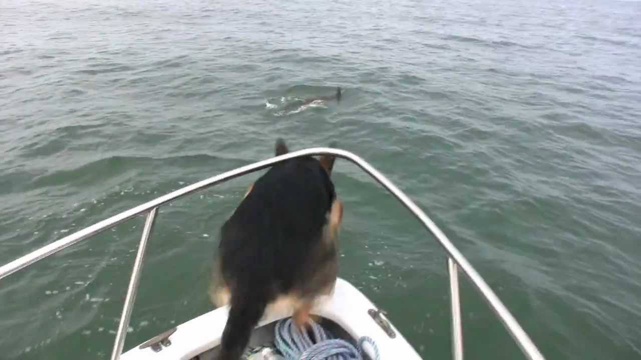 Pastor alemão decide saltar do barco e brincar com golfinhos