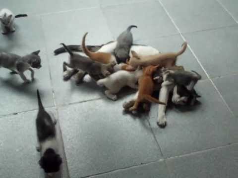 16 gatos a mamar