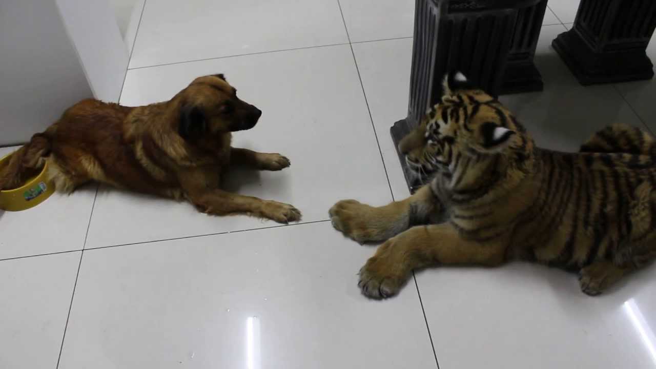 Cão encontra tigre pela primeira vez e mostra quem manda