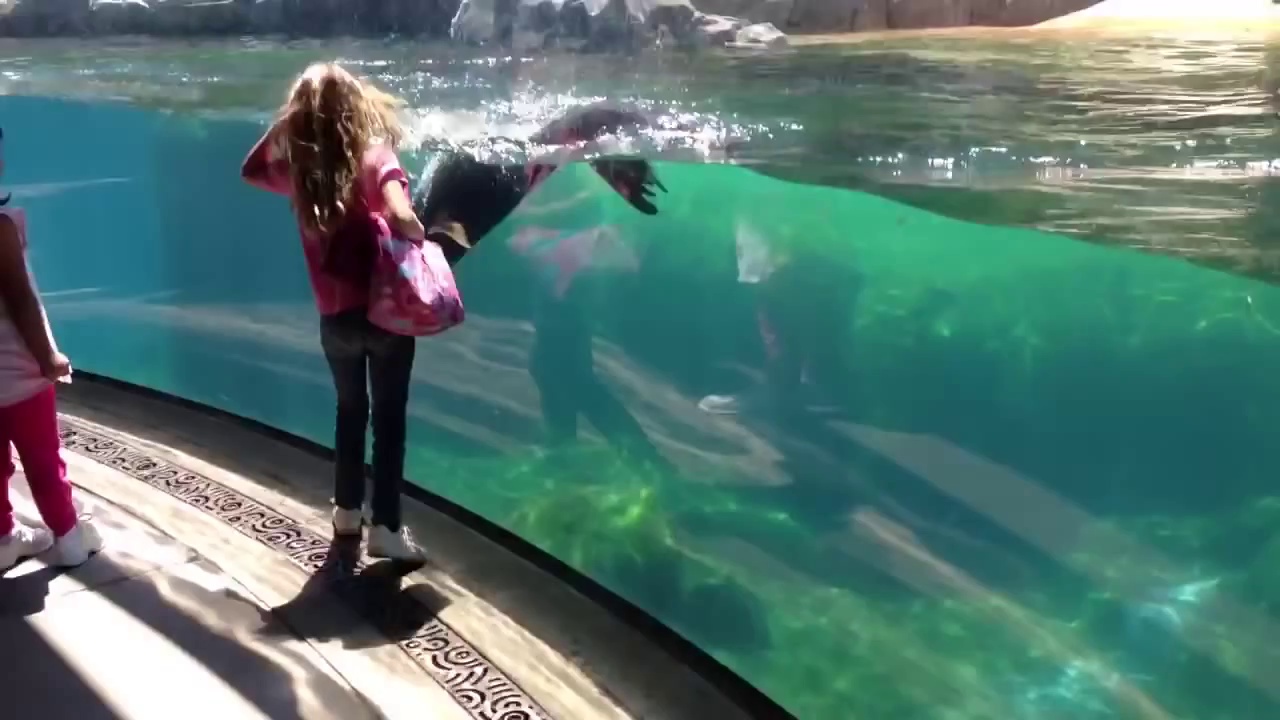 Reação de um leão-marinho à queda de uma criança