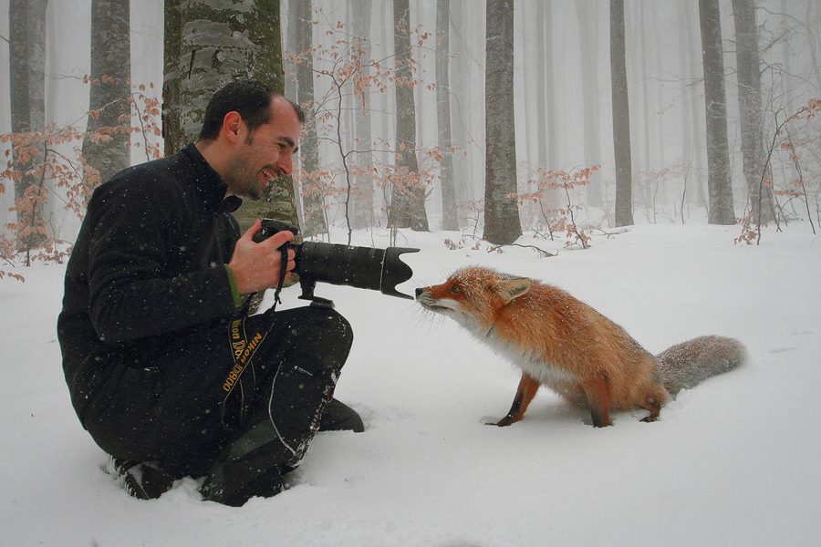 fotos fantásticas de raposas