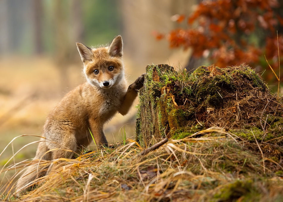 fotos fantásticas de raposas