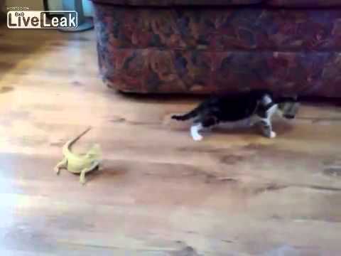 Gato tem encontro inesperado com lagartos