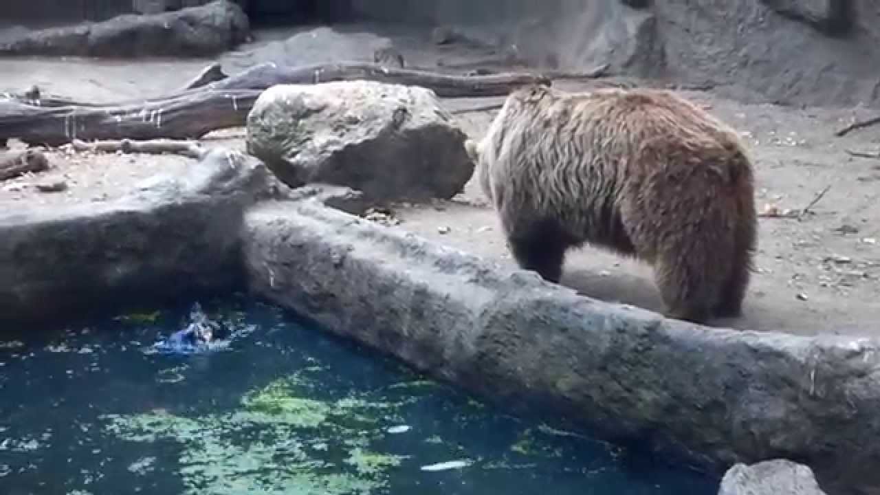 Urso apanha corvo que caiu à água e surpreende turistas