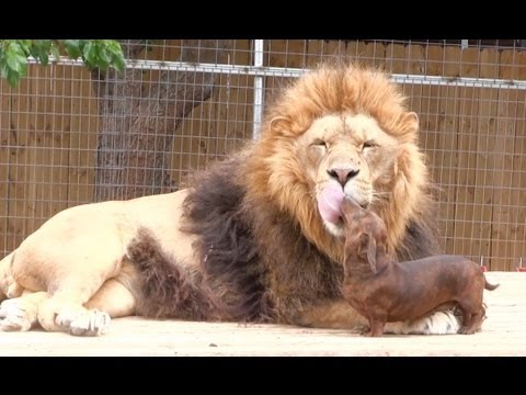 Cadela corajosa limpa os dentes a um leão