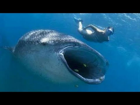 Mergulhador sobrevive após ser engolido por baleia