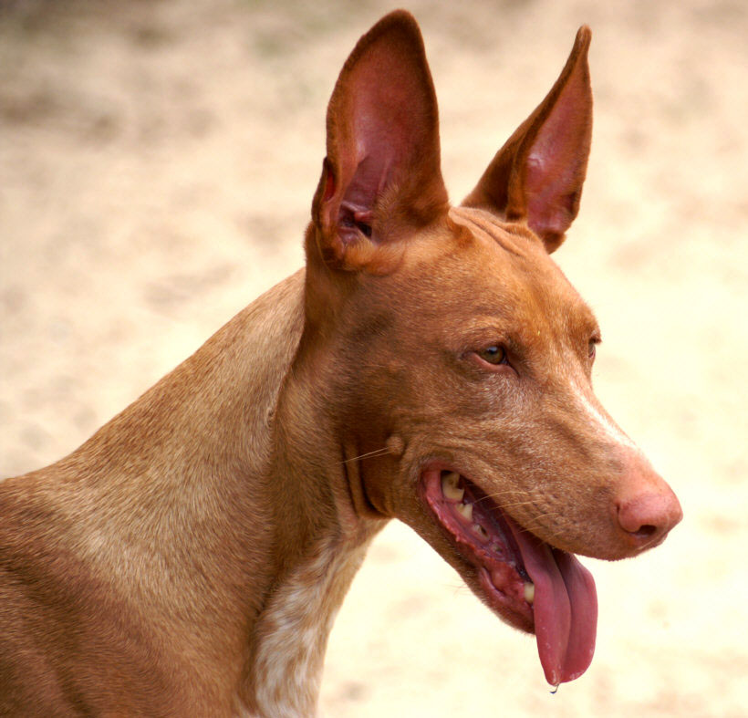 Cão do Faraó - raças de cães mais caras do mundo