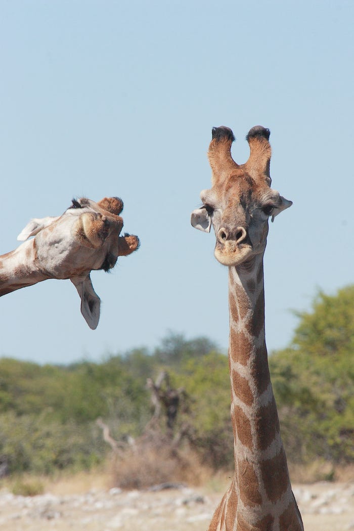 Vida selvagem em fotos hilariantes - Girafas