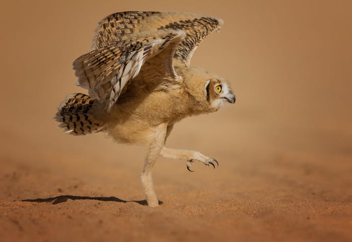 Vida selvagem em fotos hilariantes - aguia com dificuldade em levantar voo