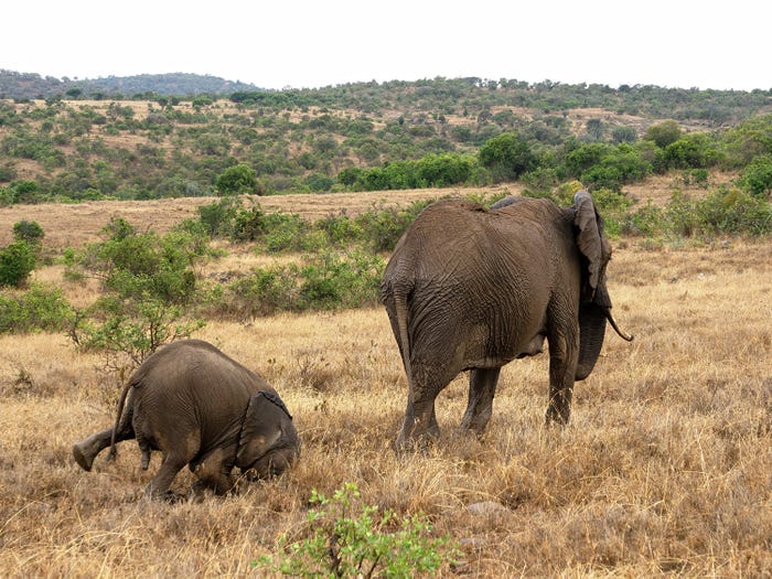 Vida selvagem em fotos hilariantes - elefante perde o equilibrio