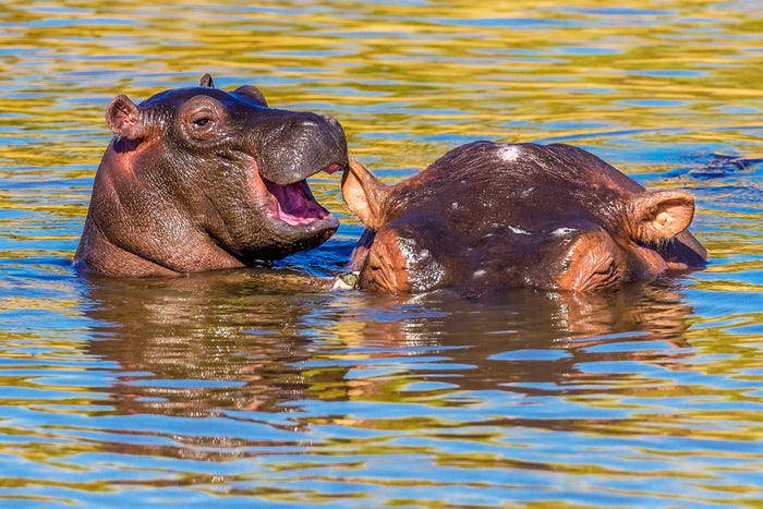 Vida selvagem em fotos hilariantes - hipopotamos