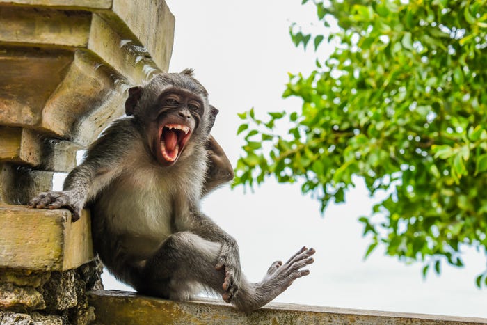 Vida selvagem em fotos hilariantes - macaco