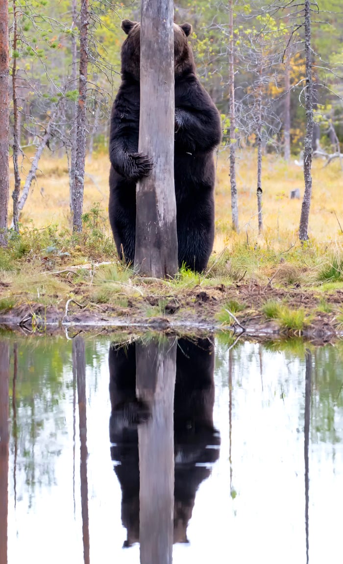 Vida selvagem em fotos hilariantes - urso escondido