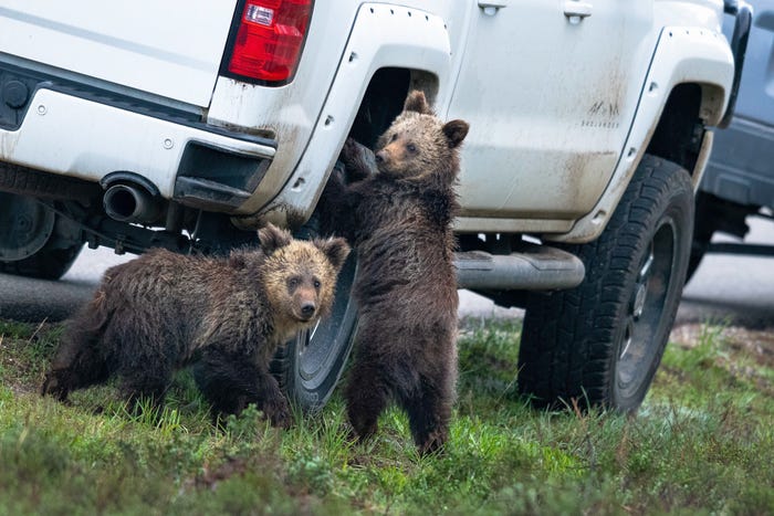 Vida selvagem em fotos hilariantes - ursos mecânicos